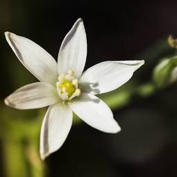 Obraz na płótnie egzotyczny roślina natura bukiet pyłek