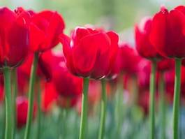 Naklejka tulipan lato natura
