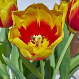 Naklejka orange and yellow tulip closeup, natural background