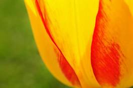 Naklejka kwiat natura tulipan żywy