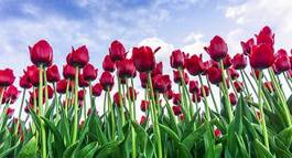 Naklejka świeży pole tulipan