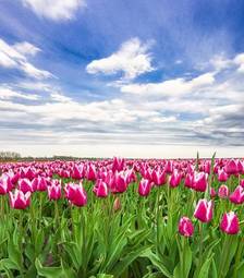 Naklejka pole tulipan słońce natura