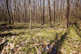 Naklejka las krzew natura obraz park