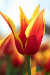 Naklejka kwiat miłość ogród tulipan