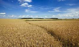 Plakat pejzaż lato aleja natura łąka