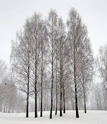 Fototapeta pejzaż natura spokojny roślina wiejski