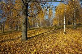 Fototapeta park witalność natura