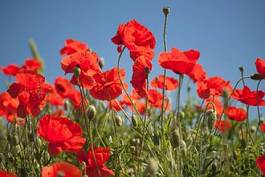 Naklejka poppy field with bush and blue sky