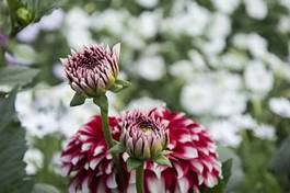 Naklejka shaded dahlia buds and flower