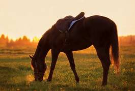 Obraz na płótnie natura koń siodełko wieczór pomarańczowy