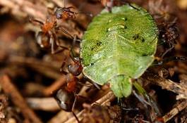 Naklejka armia natura rosja mrówka