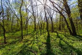 Naklejka natura polana panoramiczny lato park