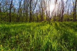 Naklejka park las pejzaż