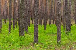 Naklejka pejzaż polana natura jodła