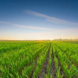 Plakat green rural field