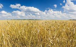 Plakat wheat field