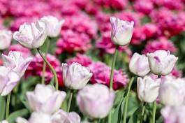 Obraz na płótnie tulip field