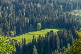 Naklejka las natura krajobraz