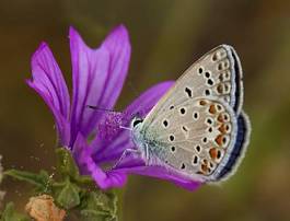 Naklejka motyl fauna kwiat