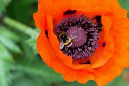 Fototapeta bumblebee on poppy seed