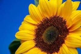 Plakat kwiat słonecznik krajobraz lato