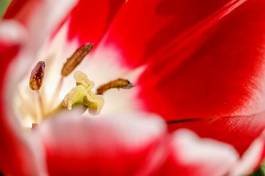 Naklejka tulipan kwiat roślina żółty