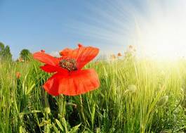 Naklejka red poppy in green wheat field. spring season.