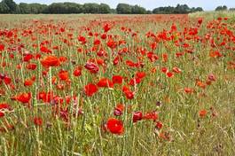 Plakat flowering red poppies