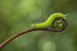 Fototapeta dziki zwierzę lato fauna natura