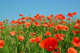 Fotoroleta poppy field against the blue sky