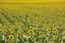 Plakat rolnictwo kwiat słońce wieś