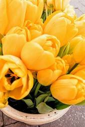 Naklejka natura kwiat roślina bukiet tulipan