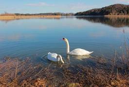 Fotoroleta natura woda ptak para krajobraz