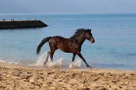 Plakat wybrzeże wyścig morze koń