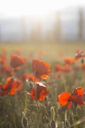 Fotoroleta poppies on green summer field in the sunset