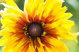 Plakat rudbeckia hirta flower close up