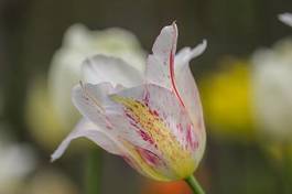 Naklejka natura tulipan ogród