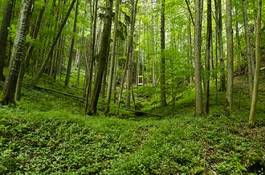 Fototapeta natura las roślina drzewa stary