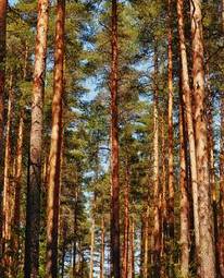 Naklejka słońce roślina iglasty natura