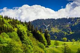 Fototapeta las natura pejzaż