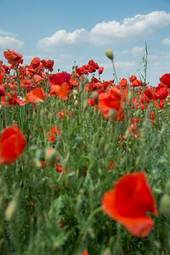 Naklejka mohnblumen mit wolken