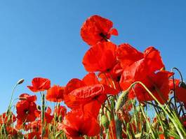 Obraz na płótnie red poppy against blue sky. beautiful countryside scenery.