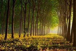 Fototapeta park tropikalny krajobraz słońce bezdroża