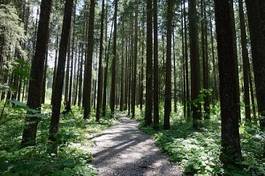 Naklejka widok świeży natura las drzewa