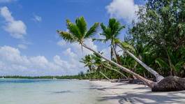 Naklejka drzewa karaiby plaża niebo