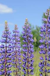 Plakat purple lupine flowers in the field