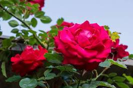 Plakat rote rose