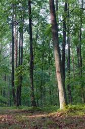 Naklejka drzewa ścieżka droga pejzaż natura