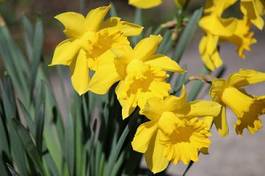 Naklejka yellow narcissus flowers (narcissus pseudonarcissus) in innsbruck, austria