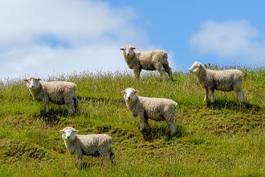 Naklejka trawa zwierzę owca wyspa południowa rasa